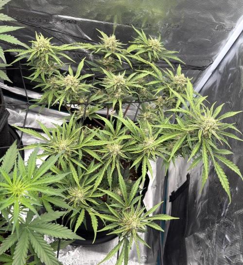 Runtz🍬 ZA Seed's. Week 8