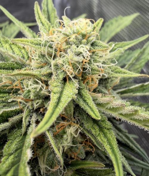 Runtz🍬 ZA Seed's. Week 8