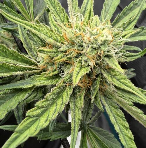 Runtz🍬 ZA Seed's. Week 8