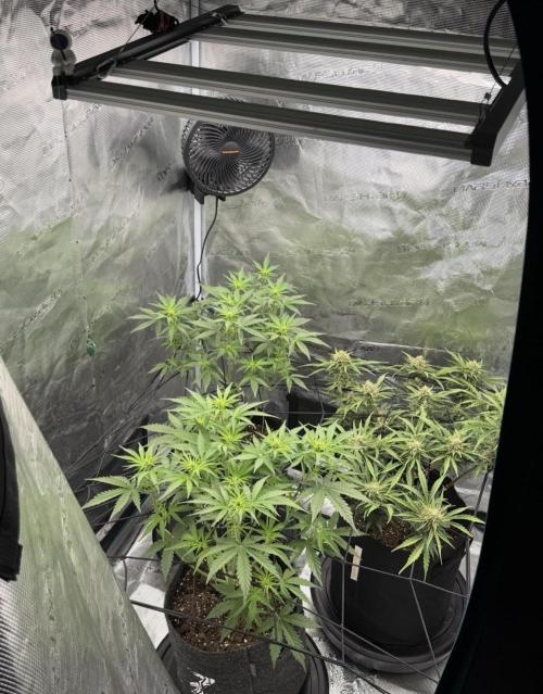 Runtz🍬 ZA Seed's. Week 8