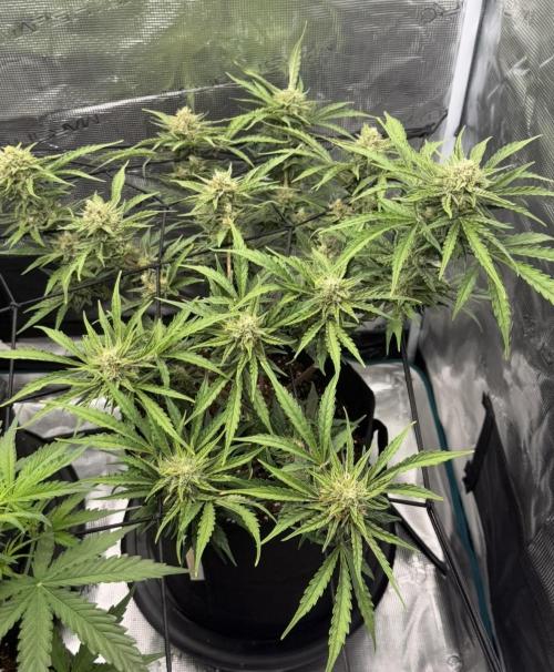Runtz🍬 ZA Seed's. Week 8