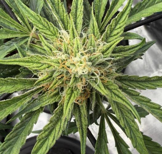 Runtz🍬 ZA Seed's. Week 8