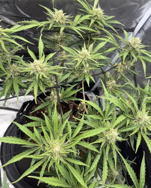 Runtz🍬 ZA Seed's. Week 8