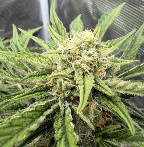 Runtz🍬 ZA Seed's. Week 8
