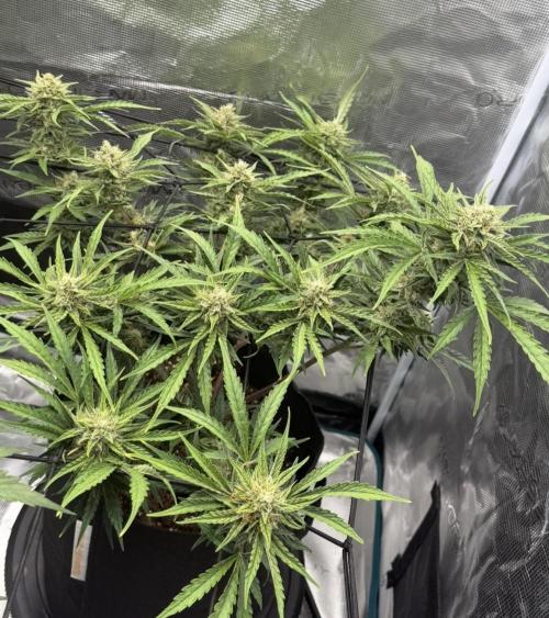 Runtz🍬 ZA Seed's. Week 8