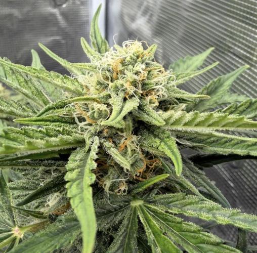 Runtz🍬 ZA Seed's. Week 8