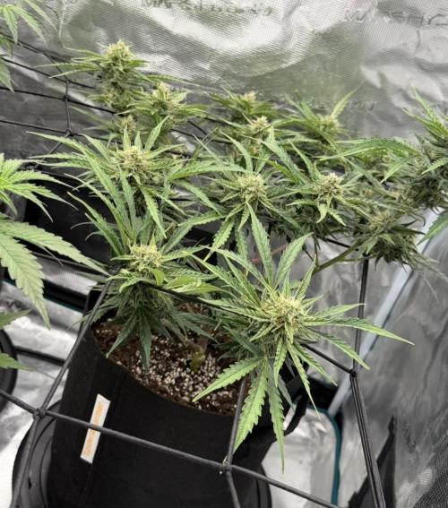 Runtz🍬 ZA Seed's. Week 8