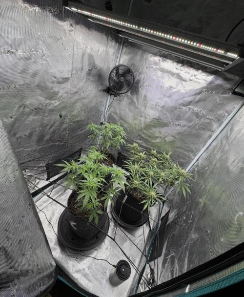 Runtz🍬 ZA Seed's. Week 8