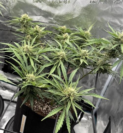 Runtz🍬 ZA Seed's. Week 8