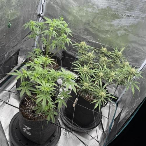 Runtz🍬 ZA Seed's. Week 8