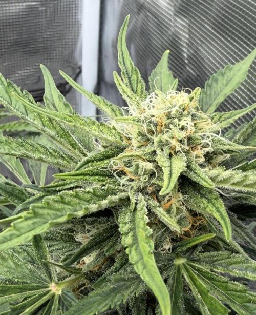 Runtz🍬 ZA Seed's. Week 8