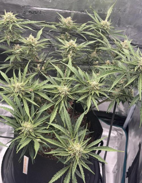 Runtz🍬 ZA Seed's. Week 8