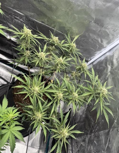 Runtz🍬 ZA Seed's. Week 8