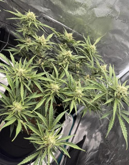 Runtz🍬 ZA Seed's. Week 8