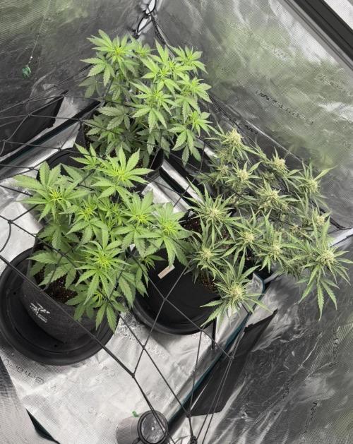Runtz🍬 ZA Seed's. Week 8