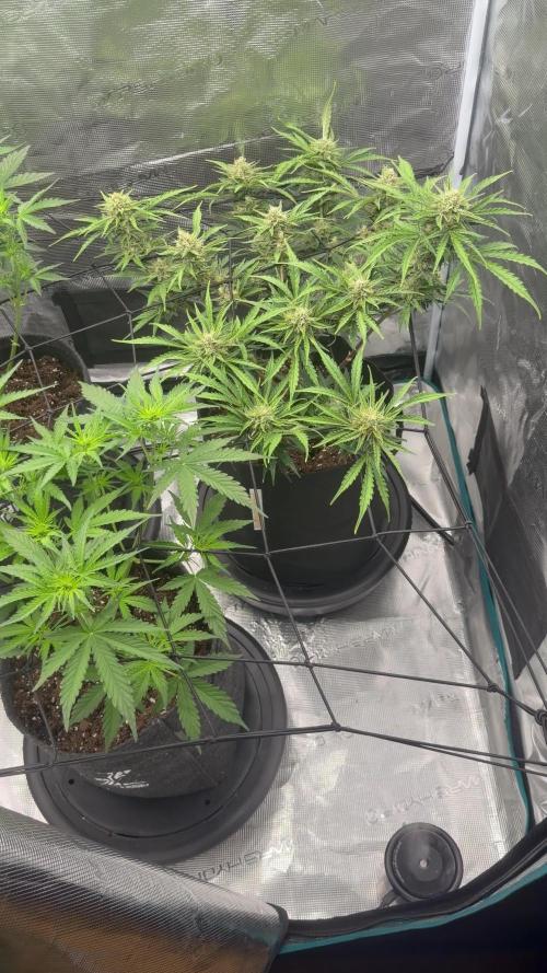 Runtz🍬 ZA Seed's