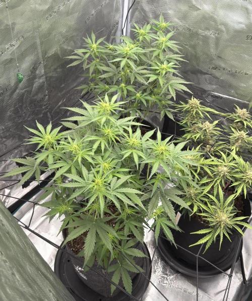 Mimosa x 🍊 👊🏻  Barney's Farm. Week 4