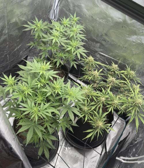 Mimosa x 🍊 👊🏻  Barney's Farm. Week 4