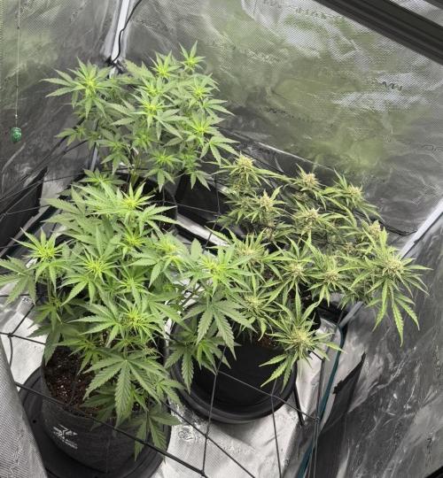 Mimosa x 🍊 👊🏻  Barney's Farm. Week 4