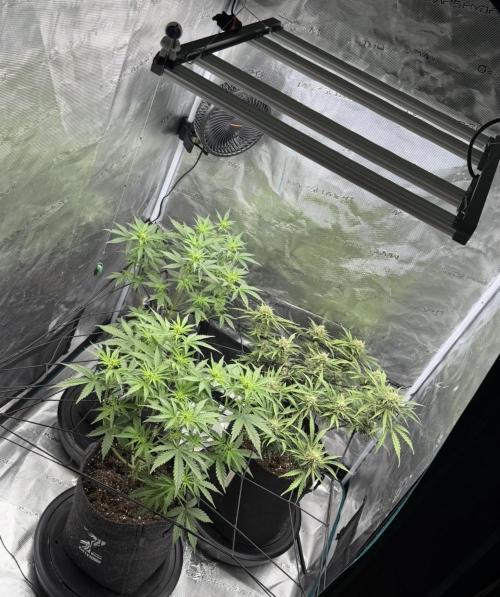 Mimosa x 🍊 👊🏻  Barney's Farm. Week 4
