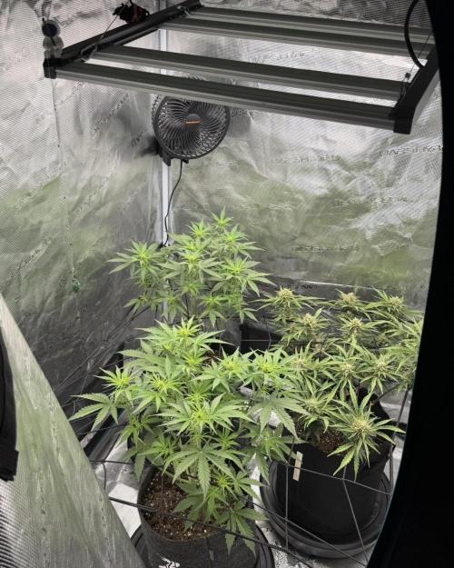 Mimosa x 🍊 👊🏻  Barney's Farm. Week 4