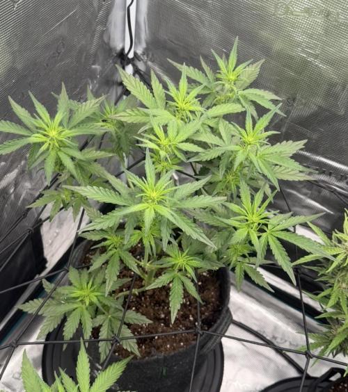 Mimosa x 🍊 👊🏻  Barney's Farm. Week 4