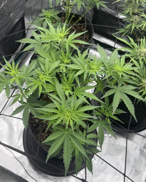Mimosa x 🍊 👊🏻  Barney's Farm. Week 4