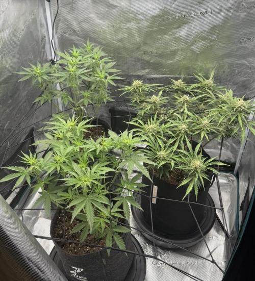 Mimosa x 🍊 👊🏻  Barney's Farm. Week 4