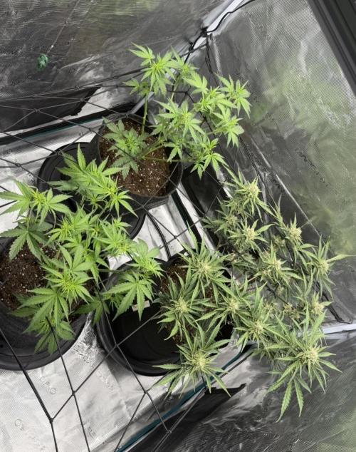 Mimosa x 🍊 👊🏻  Barney's Farm. Week 4