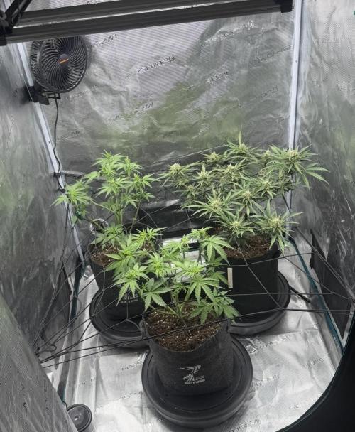 Mimosa x 🍊 👊🏻  Barney's Farm. Week 4