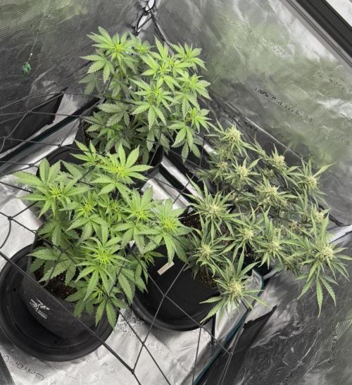 Mimosa x 🍊 👊🏻  Barney's Farm. Week 4