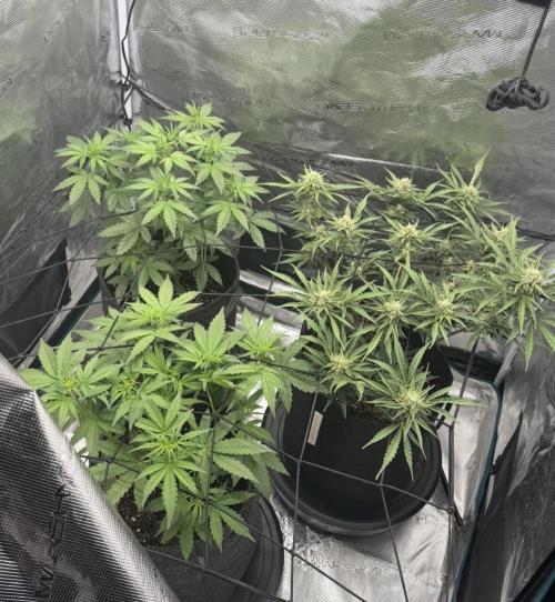 Mimosa x 🍊 👊🏻  Barney's Farm. Week 4