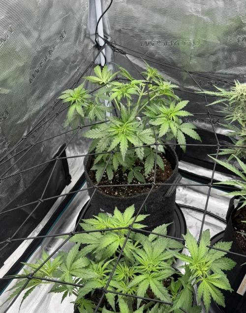 Mimosa x 🍊 👊🏻  Barney's Farm. Week 4