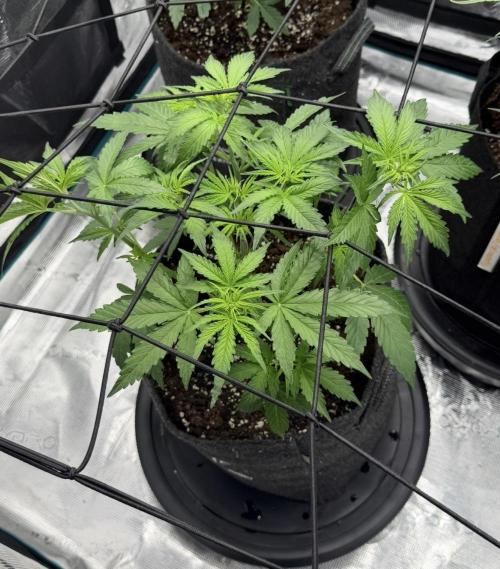 Mimosa x 🍊 👊🏻  Barney's Farm. Week 4