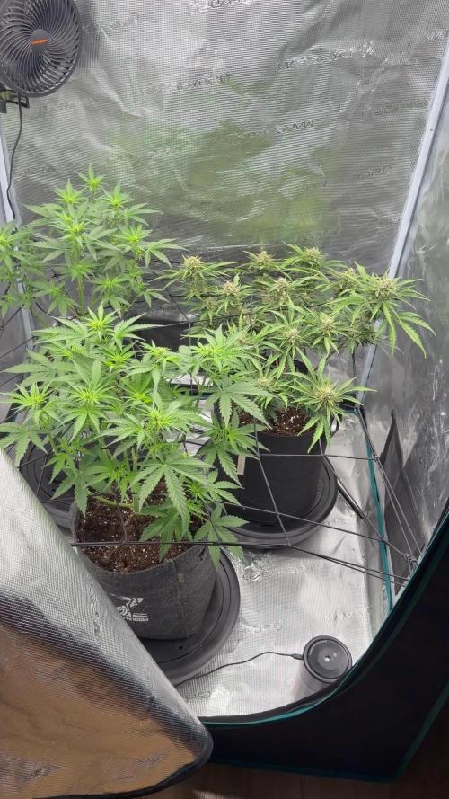 Mimosa x 🍊 👊🏻  Barney's Farm
