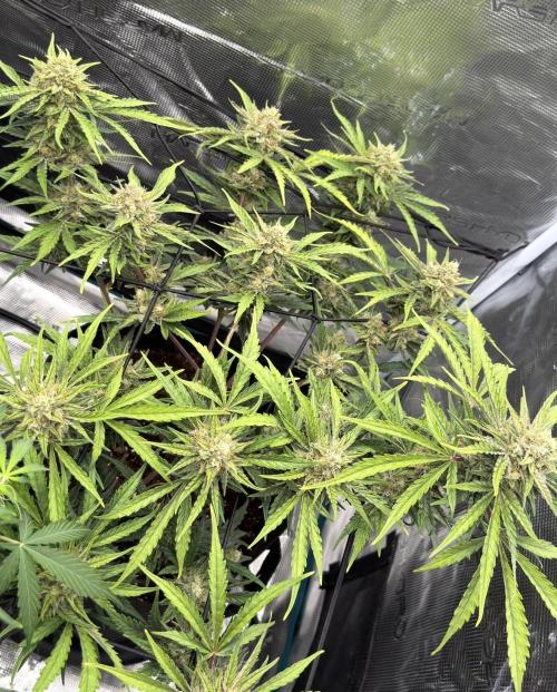 Runtz🍬 ZA Seed's. Week 9