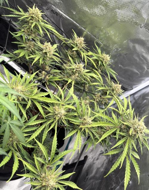 Runtz🍬 ZA Seed's. Week 9