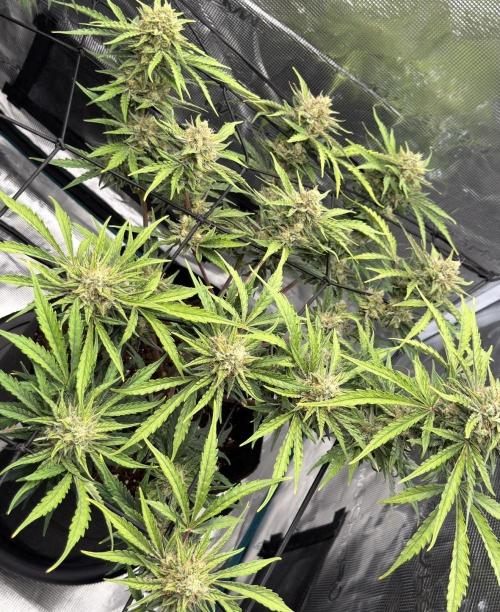 Runtz🍬 ZA Seed's. Week 9