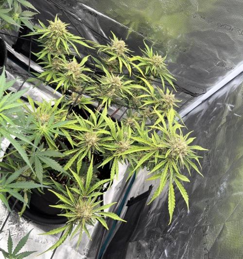 Runtz🍬 ZA Seed's. Week 9