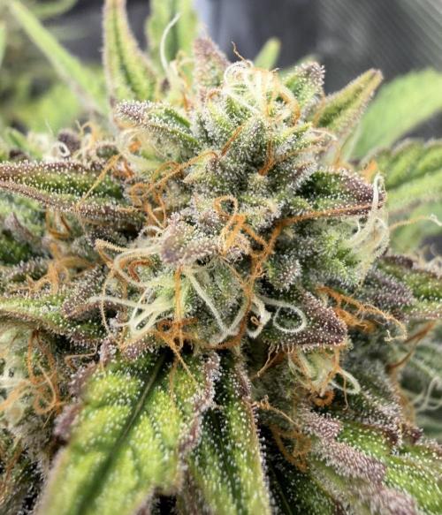 Runtz🍬 ZA Seed's. Week 9