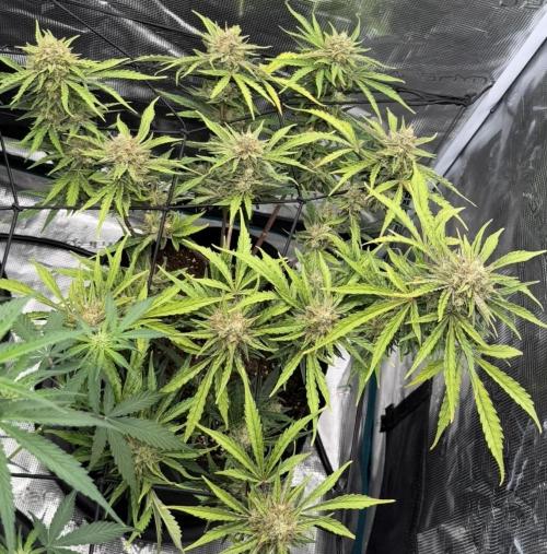 Runtz🍬 ZA Seed's. Week 9