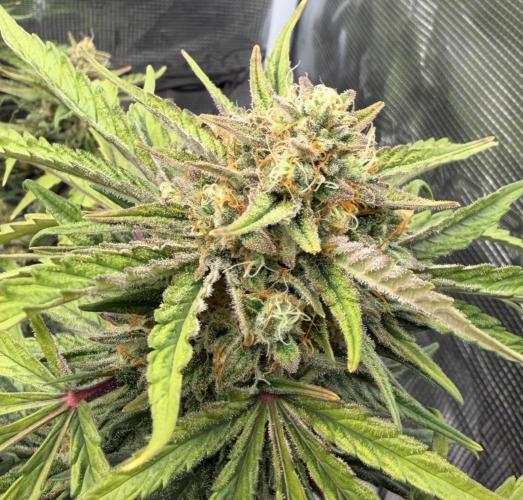 Runtz🍬 ZA Seed's. Week 9
