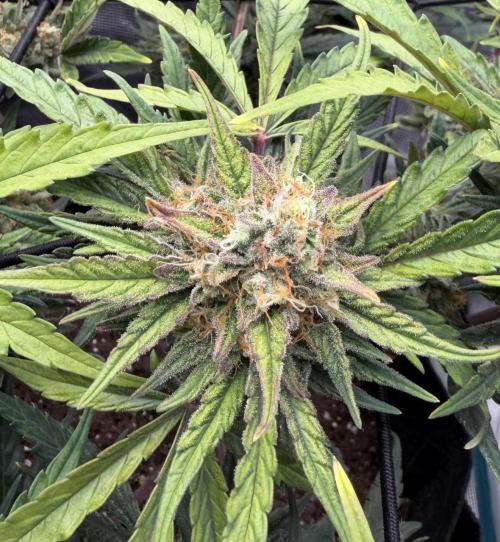 Runtz🍬 ZA Seed's. Week 9