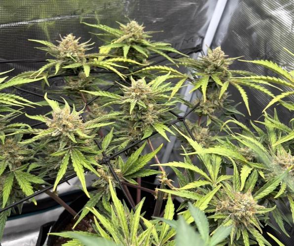 Runtz🍬 ZA Seed's. Week 9