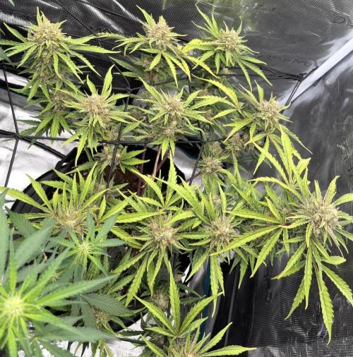 Runtz🍬 ZA Seed's. Week 9