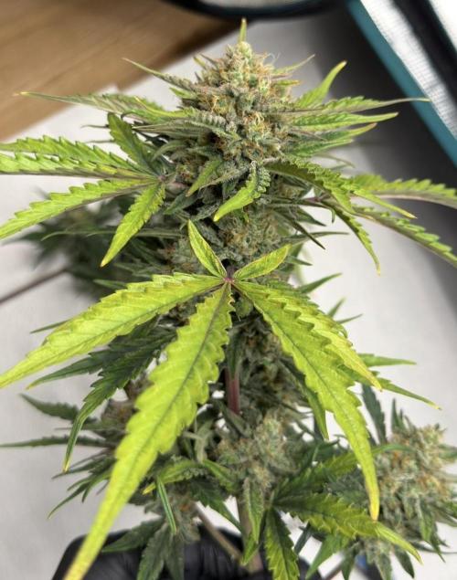 Runtz🍬 ZA Seed's. Week 9