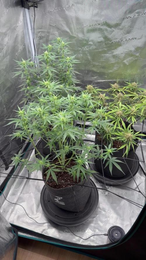 Runtz🍬 ZA Seed's