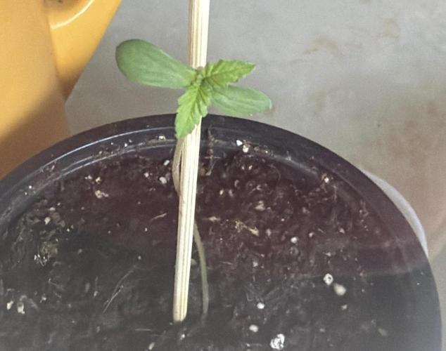 Air Lemon x Shishkaberry 🍋🍇. Week 0
