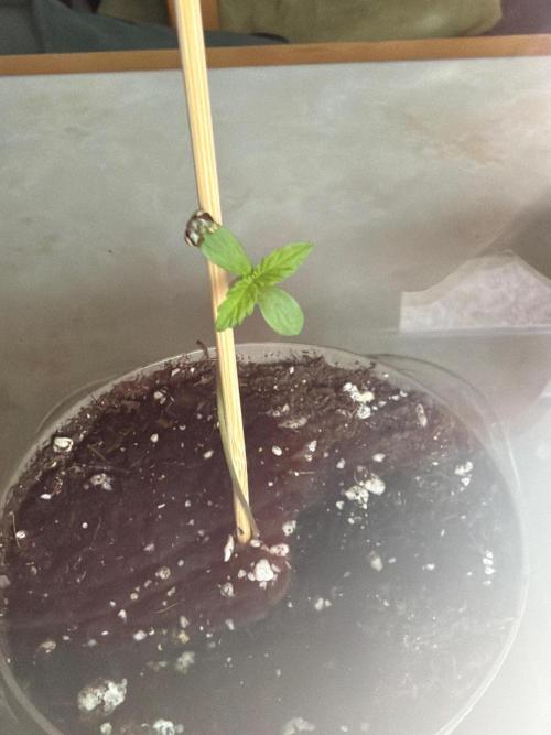 Air Lemon x Shishkaberry 🍋🍇. Week 0