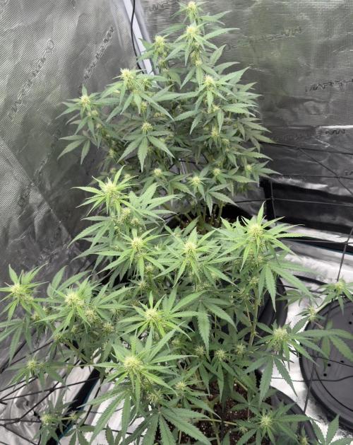 Mimosa x 🍊 👊🏻  Barney's Farm. Week 5